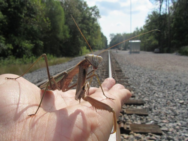 Chinese Mantis